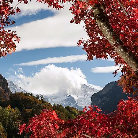 Hotel Alpine-inn By Jungfrau 3*